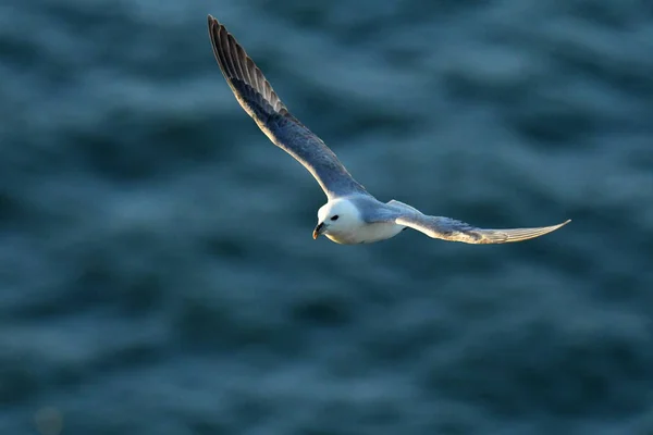 Northern fulmar flying over the North sea.