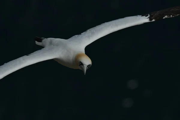 Gannet Settentrionale Che Vola Sopra Scogliera — Foto Stock