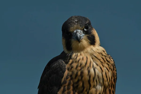 Halcón Peregrino Juvenil Sentado Acantilado — Foto de Stock