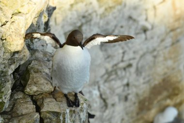 Sahilde yaygın Guillemot koltukları.