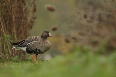 Lesser white fronted goose walk clipart
