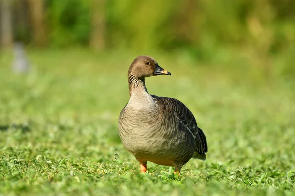 Tundra fasulye kazı yakından..