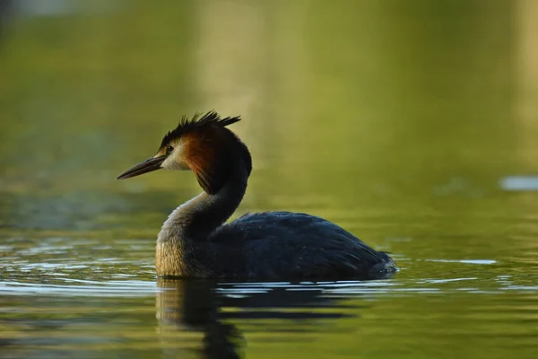 Nagy Crested Grebe Közelkép Vízen — Stock Fotó