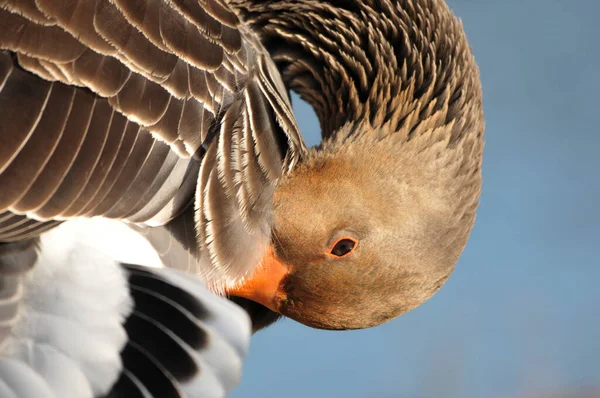 Greylag kaz yakın portre.