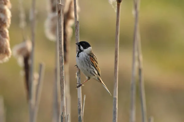 Звичайний Тростини Купання Emberiza Schéniclus Натягнутий Поле — стокове фото