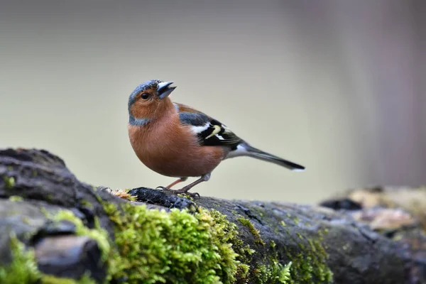 Common Chaffinch Perched Bench — Stock Photo, Image