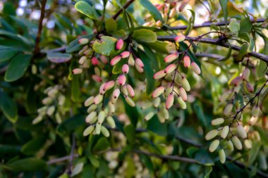 Böğürtlen meyvesi üzerine seçici bir odaklanma. Böğürtlen yakın çekim