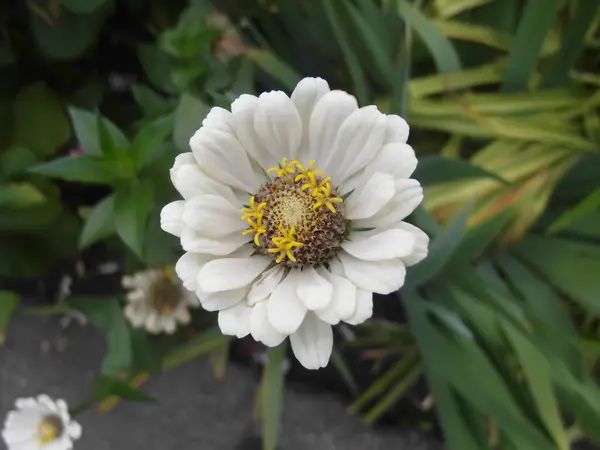 Schöne Weiße Blume Wächst Sommer Auf Dem Beet — Stockfoto