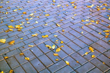 Sarı yapraklar sonbahar gününde kaldırımda yatar.