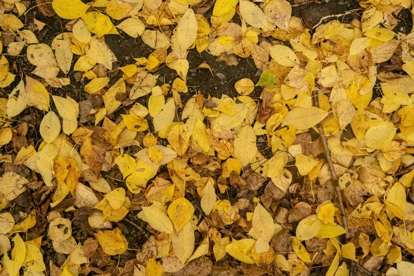 Padlé Žluté Listí Leží Zemi Podzim — Stock fotografie