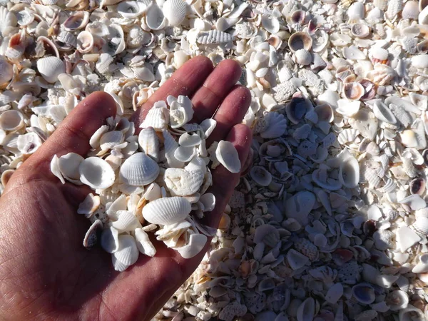 Bomans Sahili Sanibel Adası Florida Deniz Kabuğu Kumsalı — Stok fotoğraf