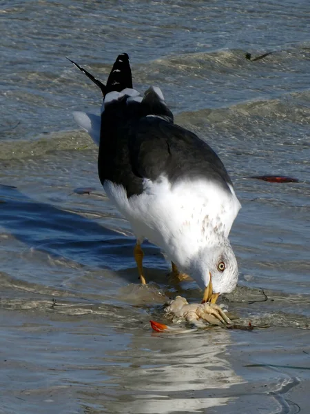 Uma Gaivota Come Caranguejo Sanibel Island Bowman Beach — Fotografia de Stock