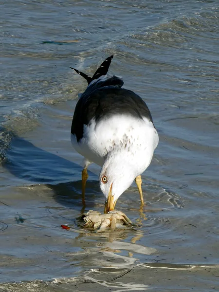 Una Gaviota Come Cangrejo Sanibel Island Bowman Beach — Foto de Stock