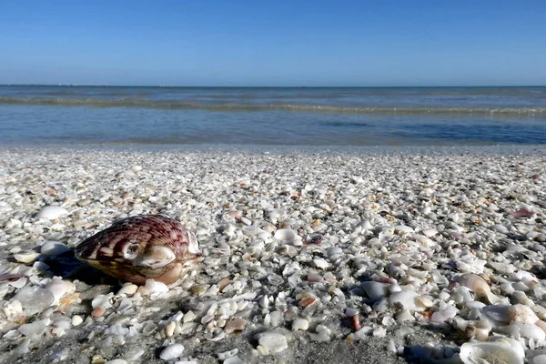 Büyük Top Mermisi Sol Tarafta Sanibel Adası Florida — Stok fotoğraf