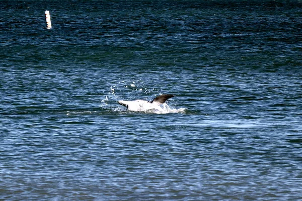 Playing Dolphin Boman Beach Sanibel Island — Stock Photo, Image