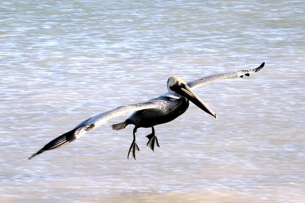 Nahaufnahme Eines Fliegenden Pelikans Sanibel Island Florida — Stockfoto