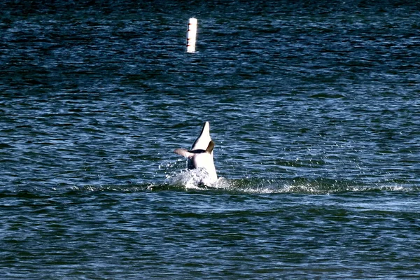 Delfinspiel Boman Beach Sanibel Island — Stockfoto