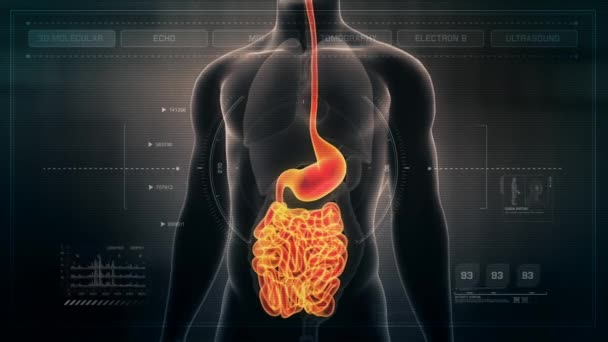 Nsan Erkek Gut Anatomisi Fütüristik Tıbbi Arabirimi Kontrol Panelinde Sorunsuz — Stok video