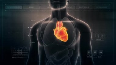İnsan erkek kalp anatomisi fütüristik tıbbi arabirimi kontrol panelinde. Sorunsuz Loop.Animation.