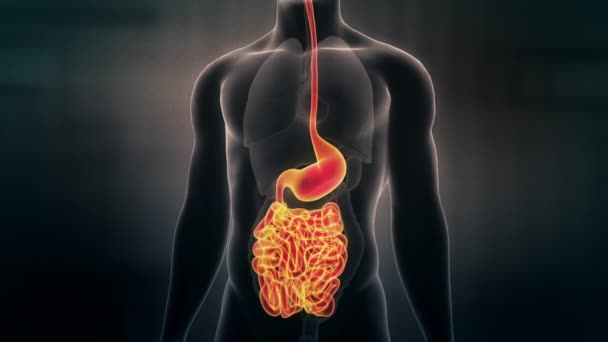 Menselijke Anatomie Animatie Van Mannelijke Darm Naadloze Loops — Stockvideo