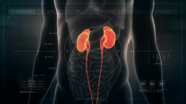 Anatomy Human Male Kidneys Futuristic Medical Interface Dashboard Inglés Loop — Vídeos de Stock