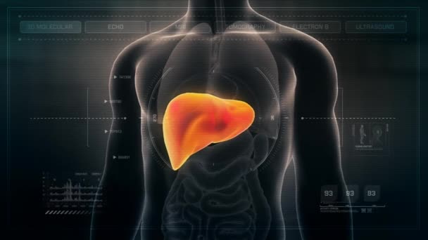 人体解剖学动画显示男性肝脏在未来主义的医疗扫描显示 无缝环路 — 图库视频影像