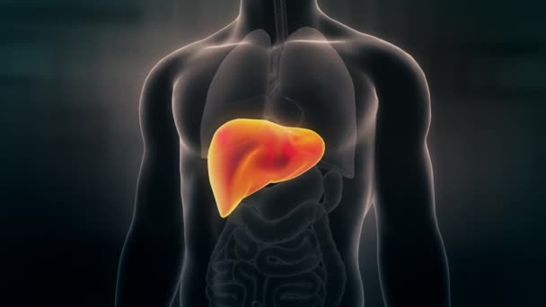 显示男性肝脏的人体解剖学动画 无缝环路 — 图库视频影像