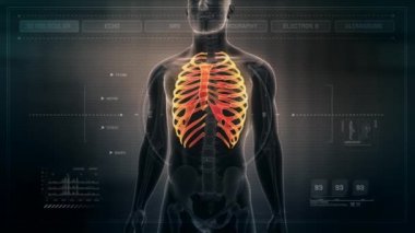 İnsan anatomisi animasyon erkek kaburga gösterilen. İskelet sistemi tarama