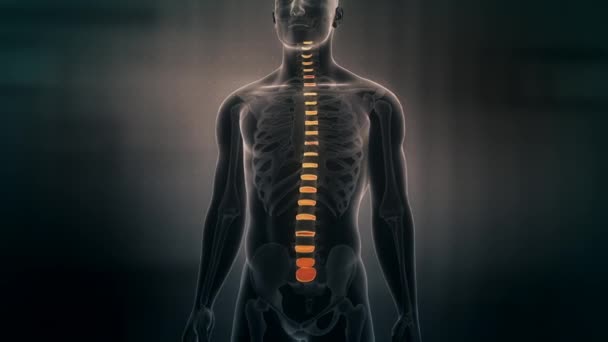 显示男性脊椎盘的人体解剖学动画 骨骼系统椎间盘扫描 — 图库视频影像