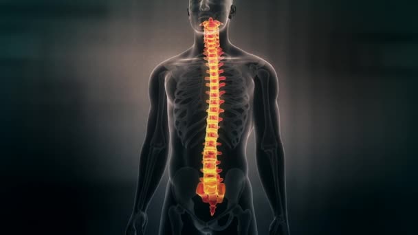 显示男性脊髓的人体解剖学动画 骨骼系统扫描 — 图库视频影像