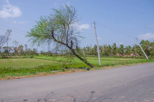 Ciclone Amphan Dopo Effetto Sud Pargana Ovest India Bengala — Foto Stock