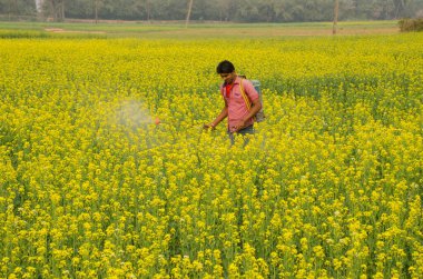 Hooghly West Bengal Hindistan 29 Ocak 2016 günü öğleden sonra Hooghly West Bengal Hindistan 'da, hardal çiçeği tarlasına gübre püskürten Hintli bir çiftçi.