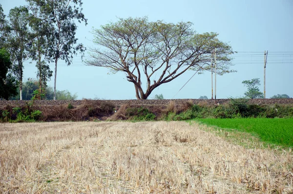 Treescape抽象图片 在农村Bengal拍摄 — 图库照片