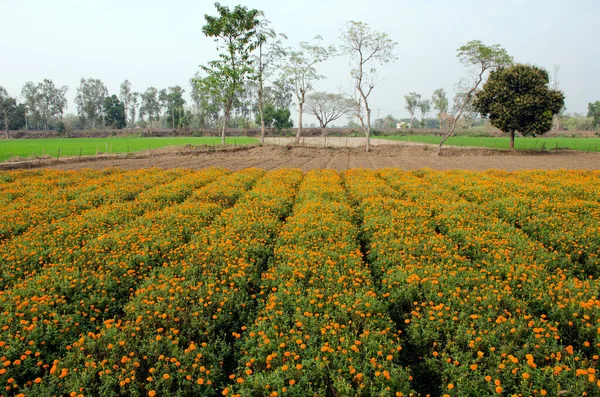 Champ Fleurs Souci Medinipore Ouest Bengale Inde — Photo