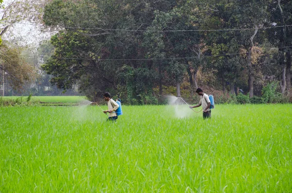 2016年2月23日 Bardhaman West Bengal India 两名印度农民在稻田喷洒杀虫剂 照片摄于Burdwan West Bengal India — 图库照片