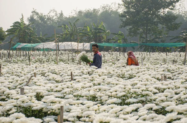 Balıkçılar Canning, Batı Bengal 'de bir tekne yapıyor ve onları eve götürmek için bir karavanın üstüne itiyorlar. Tekne karada eşsiz bir fotoğraf..