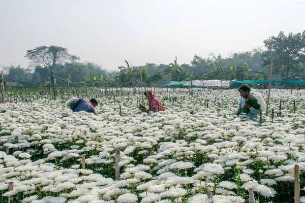 Balıkçılar Canning, Batı Bengal 'de bir tekne yapıyor ve onları eve götürmek için bir karavanın üstüne itiyorlar. Tekne karada eşsiz bir fotoğraf..