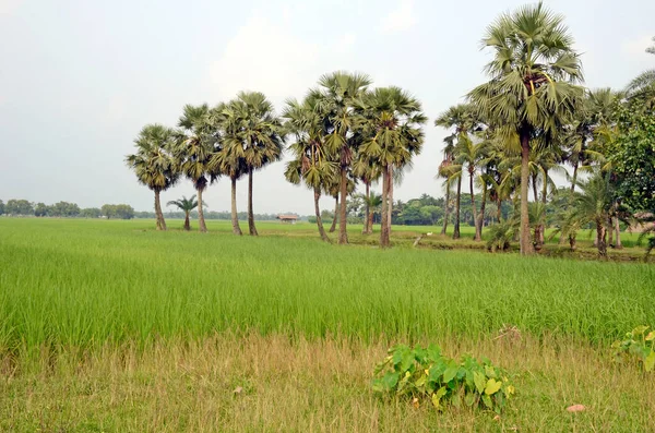 ढकलत करत — स्टॉक फोटो, इमेज