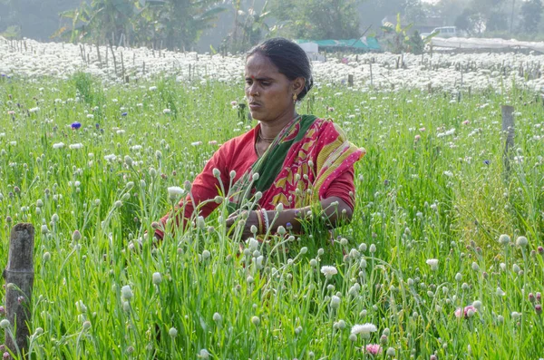 Beyaz kasımpatı tarlasında çalışan dişi bir çiçek çiftçisi. Fotoğraf kırsal medinipore Batı Bengal Hindistan 'da çekildi..