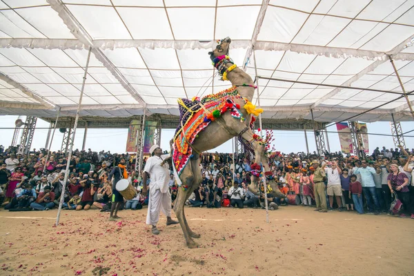 Pushkar Rajasthan Индия Октября 2017 Года Изображение Верблюжьей Танцевальной Программы — стоковое фото