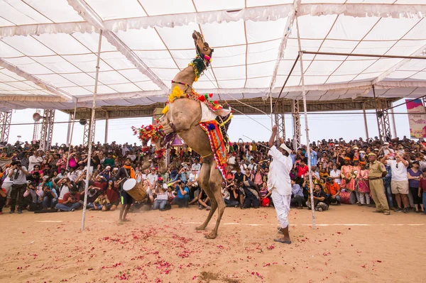 Pushkar Rajasthan Индия Октября 2017 Года Изображение Верблюжьей Танцевальной Программы — стоковое фото