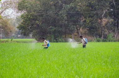 Bardhaman West Bengal Hindistan 23 Şubat 2016: Batı Bengal Hindistan kırsalındaki Paddy Field 'da tarım ilacı sıkan çiftçiler.
