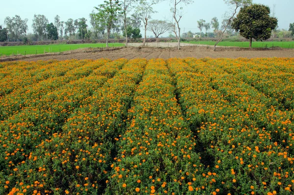 Batı Bengal Hindistan 'daki Marigold çiçek tarlası.