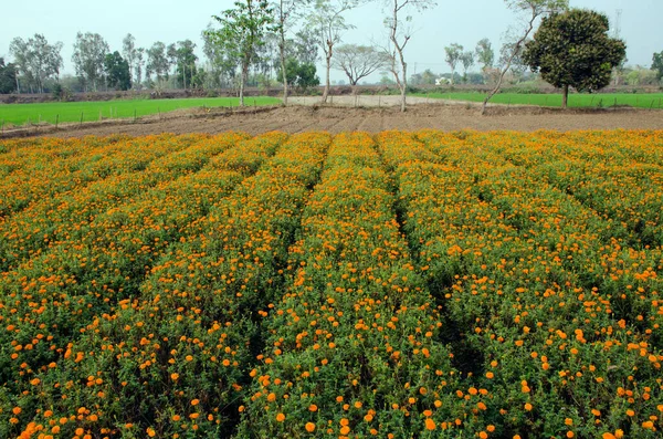 Champ Fleurs Souci Bengale Occidental Inde — Photo