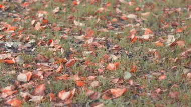 Sıcak Ekim tatili atmosferiyle sonbahar yeşillik arka planı