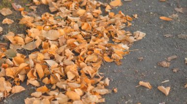 Sıcak Ekim tatili atmosferiyle sonbahar yeşillik arka planı