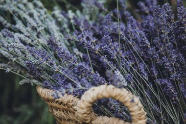 Sepette bir demet lavanta