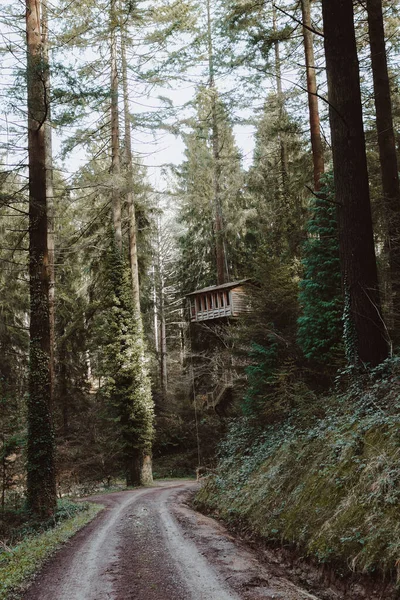 Deep forest with tall trees and tree house