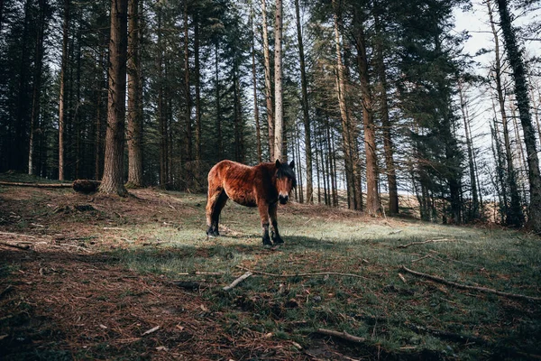 Horse Woods — Stock Photo, Image