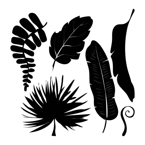 Sommer Setzen Schwarze Silhouetten Tropischer Blätter Palmen Und Bäume Elemente — Stockvektor